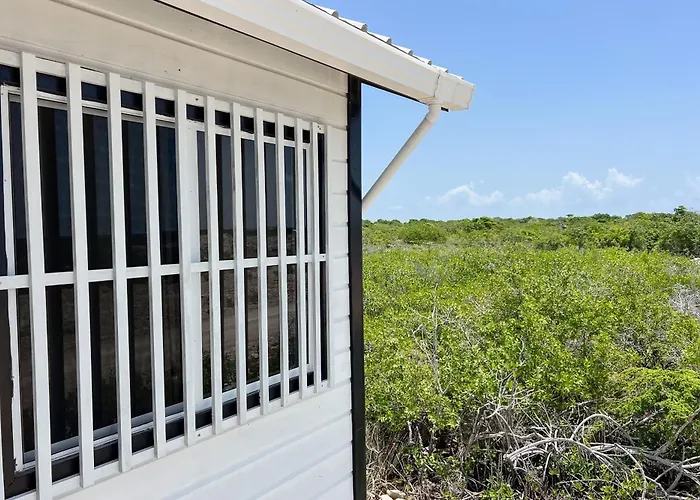 Spoonbill At Secret * San Pedro (Ambergris Caye)